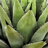 Rhonda Grimberg, Agave