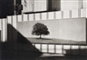 Nathan Lyons, Untitled (Tree mural)
