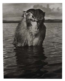 Hansel Mieth, Santiago Island, Caribbean (Mad Monkey).