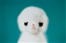 Larry Gianettino,  White Baby Bear, 1994-96 