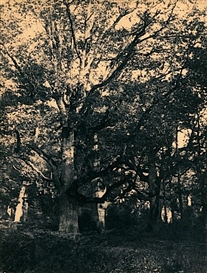 Eugène Cuvelier, Chêne et sous-bois