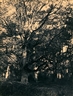 Eugène Cuvelier, Chêne et sous-bois