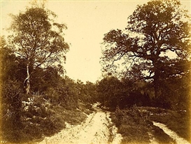 Eugène Cuvelier, Voie carrossable dans la forêt