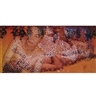Dinh Q. Lê, Untitled