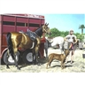 Richard McLean, WESTERN TABLEAU WITH RHODESIAN RIDGEBACK (TRAILS WEST)