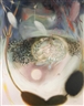Georg Muche, LIBELLE IM WASSERSPIEGEL (DRAGONFLY REFLECTION)