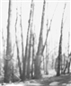 Bill Jacobson, Thought Series #311-4