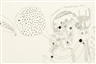 Devendra Banhart, Garden 2
