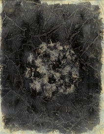 Joan Fontcuberta, Lichen Roots