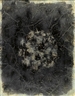 Joan Fontcuberta, Lichen Roots