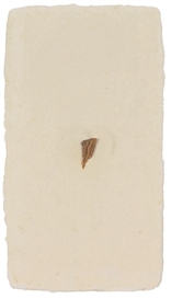Tom Marioni, Untitled (Duchamp Relic)