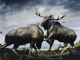Simen Johan, Untitled #133 (Moose) from Until the Kingdom Comes