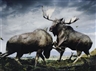 Simen Johan, Untitled #133 (Moose) from Until the Kingdom Comes