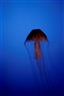 Blue Planet - Christchurch Art Gallery Te Puna o Waiwhetu