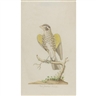 John Abbot, Red Grosbeak Female