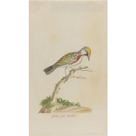 John Abbot, Yellow poll Warbler