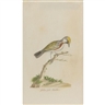 John Abbot, Yellow poll Warbler