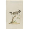 John Abbot, Black crowned Warbler