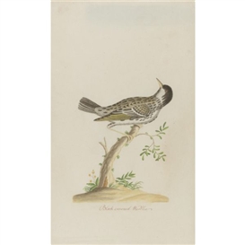 John Abbot, Black crowned Warbler