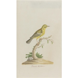 John Abbot, Prairie Warbler