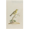 John Abbot, Prairie Warbler