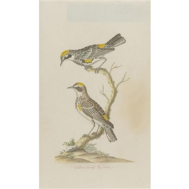 John Abbot, Yellow-rump Warbler