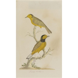 John Abbot, Hooded Warbler