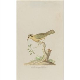 John Abbot, Worm eating Warbler