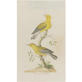 John Abbot, Prothonotary Warbler