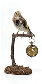 Kelly McCallum, Unique Victorian taxidermied bird sculpture