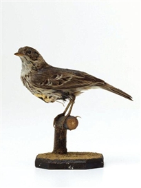 Kelly McCallum, Unique Victorian taxidermied bird sculpture