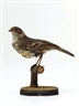 Kelly McCallum, Unique Victorian taxidermied bird sculpture