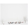 Peter Bialobrzeski, Heimat #31, Schwartzwald/Black Forest