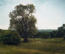 Beate Gütschow, "LS#4".