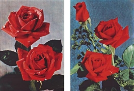 Hans-Peter Feldmann, Flower pictures from postcards