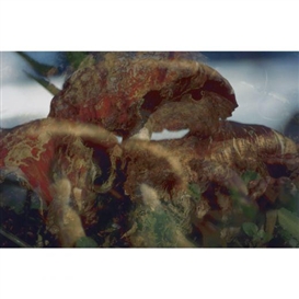 Fischli & Weiss, untitled (FW # Funghi 21)