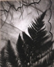 Edmund Teske, Untitled (Composite: Leaf and handkerchief)