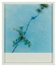 Rinko Kawauchi, The Eyes, The Ears (17), 2005