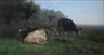 Hendrikus A. Van Ingen, Cattle in A Field