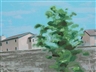 Tomory Dodge, Houses with Tree