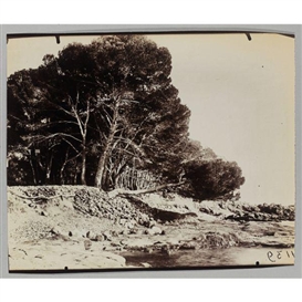 Eugène Atget, Cannes (Ile St Honorat), 1922