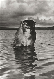 Hansel Mieth, RHESUS MONKEY