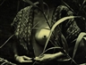 Manuel Álvarez Bravo, "Fruta prohibita / Verbotene Frucht" (Forbidden fruit)