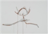 Paul Goodwin, Untitled