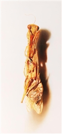 Mark Fairnington, Specimen (2)