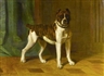 Bernard te Gempt, Bullterrier