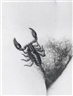 Joan Fontcuberta, Untitled