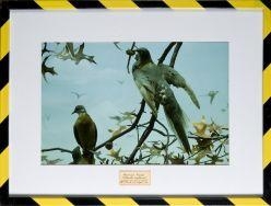 Bob Braine, Mark Dion, EXTINCTION SERIES-PASSENGER PIGEON