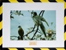 Bob Braine, Mark Dion, EXTINCTION SERIES-PASSENGER PIGEON