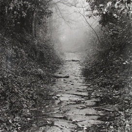 Joan Fontcuberta, A way throught the wood